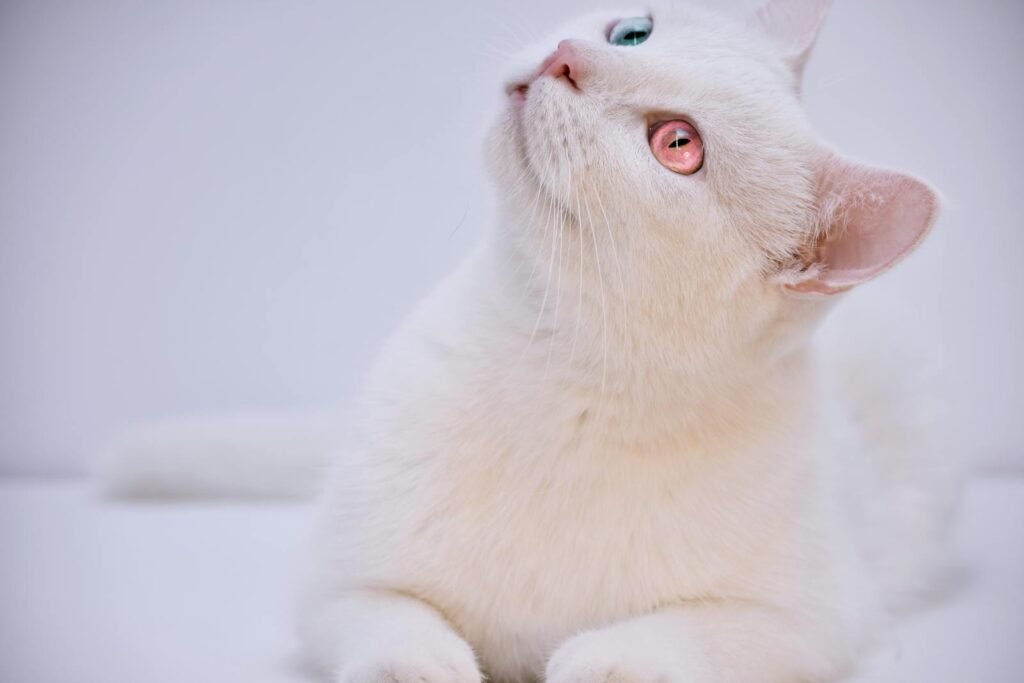Close-up of an adorable white cat with stunning heterochromia, showcasing its pink and blue eyes.