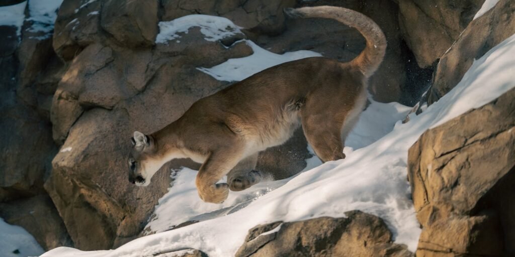 A majestic mountain lion traversing snowy rocks in a winter setting.