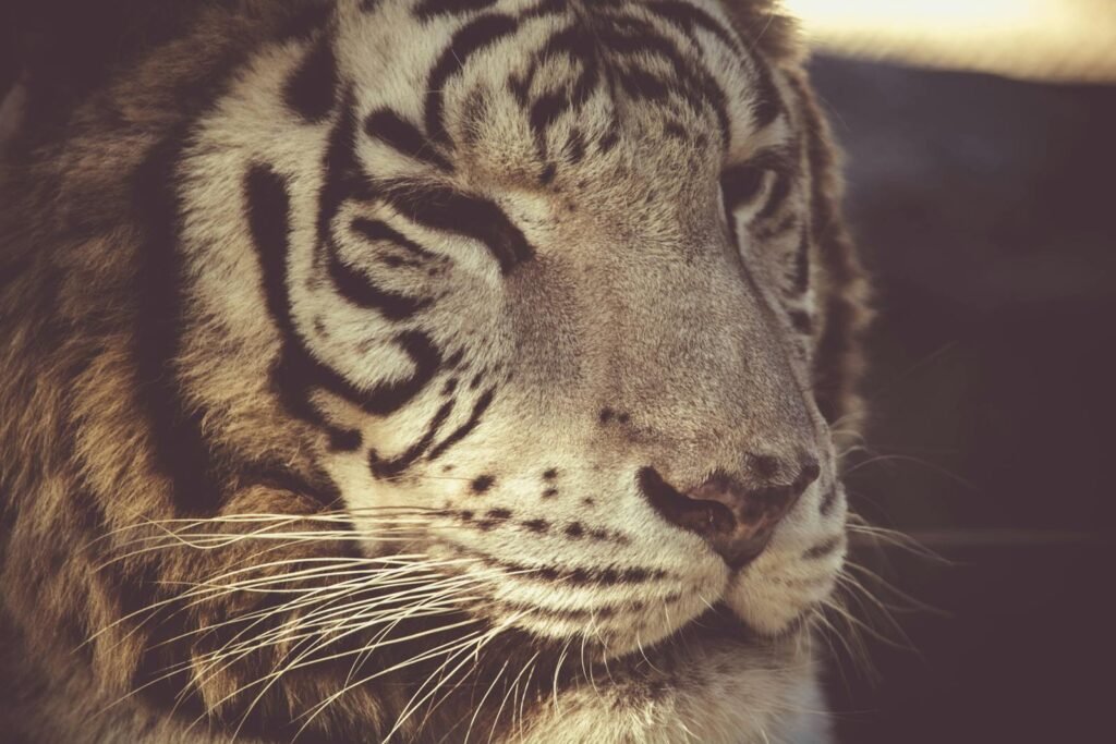 A powerful close-up image of a tiger showcasing its striking stripes and fierce expression.