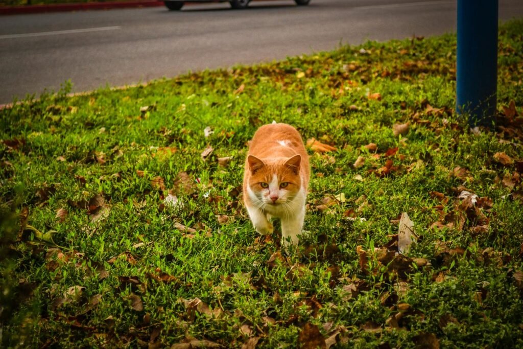 Charming orange and white cat walking through fallen autumn leaves on a grassy area near a road.