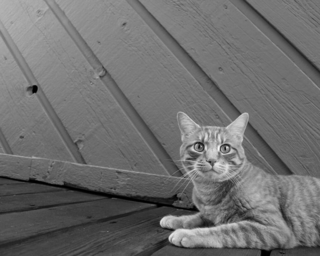 cat tricks: Black and white close-up of a tabby cat posing indoors against wooden walls.