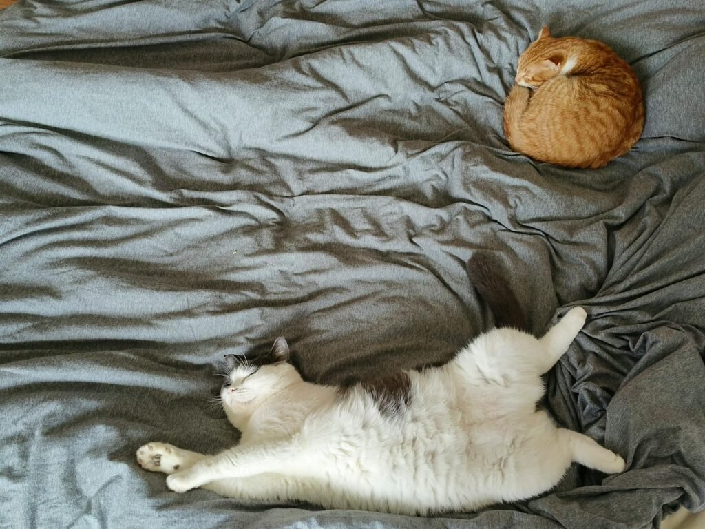 Two cats comfortably lounging on gray linen bedding, showcasing a serene moment indoors.