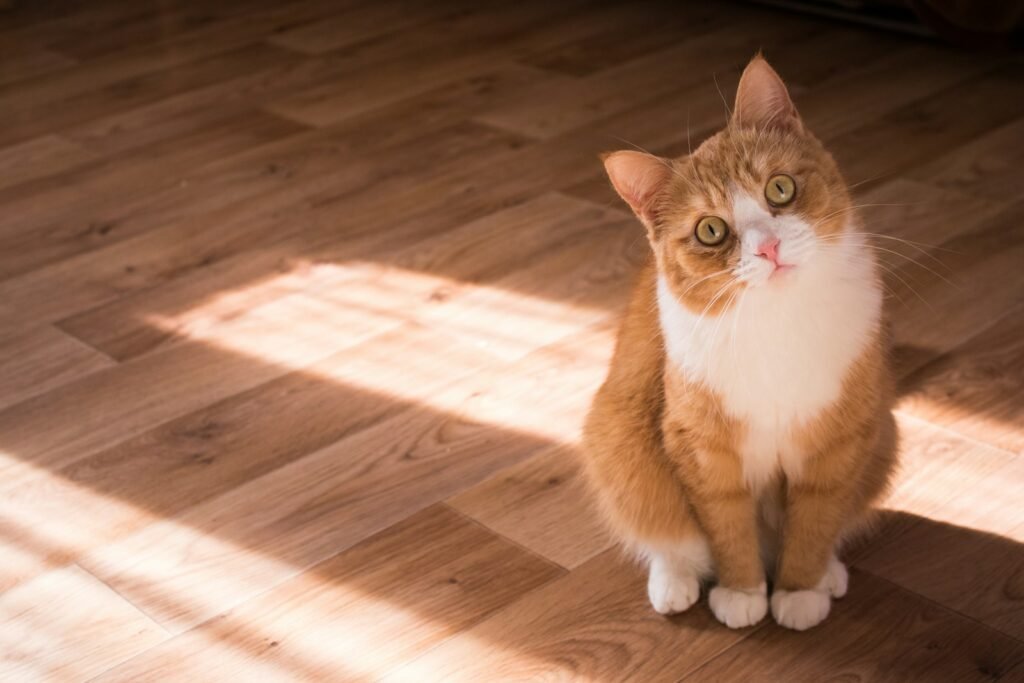 Brown and white cat