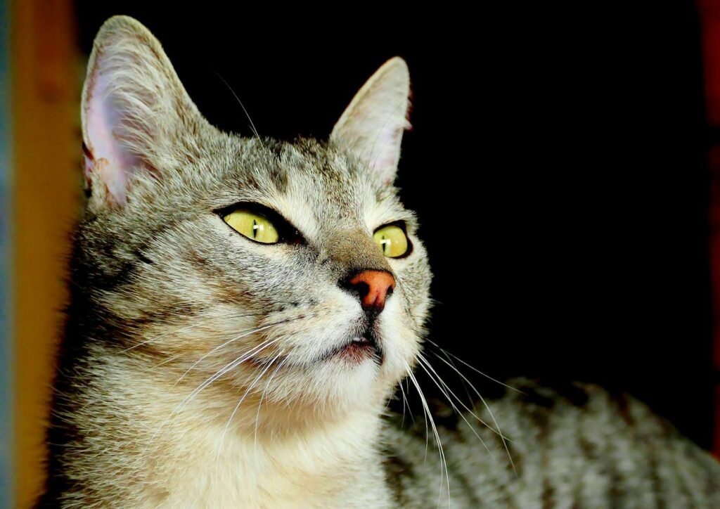 Adorable grey domestic cat with expressive green eyes in a close-up portrait.