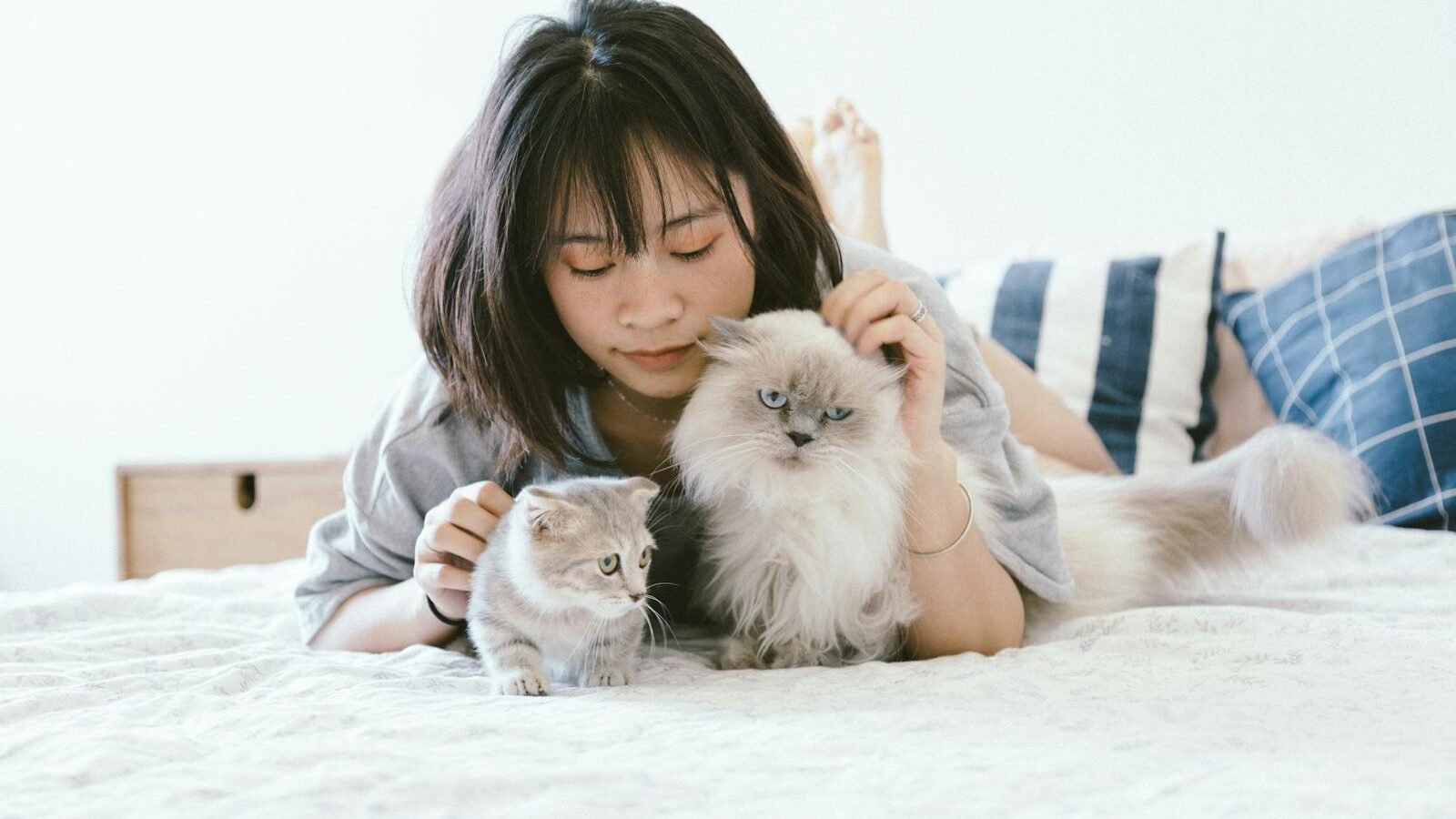 A woman lying on a bed, gently petting two cats—one fluffy and one short-haired—in a bright and cozy bedroom, highlighting the bond between cats and humans.