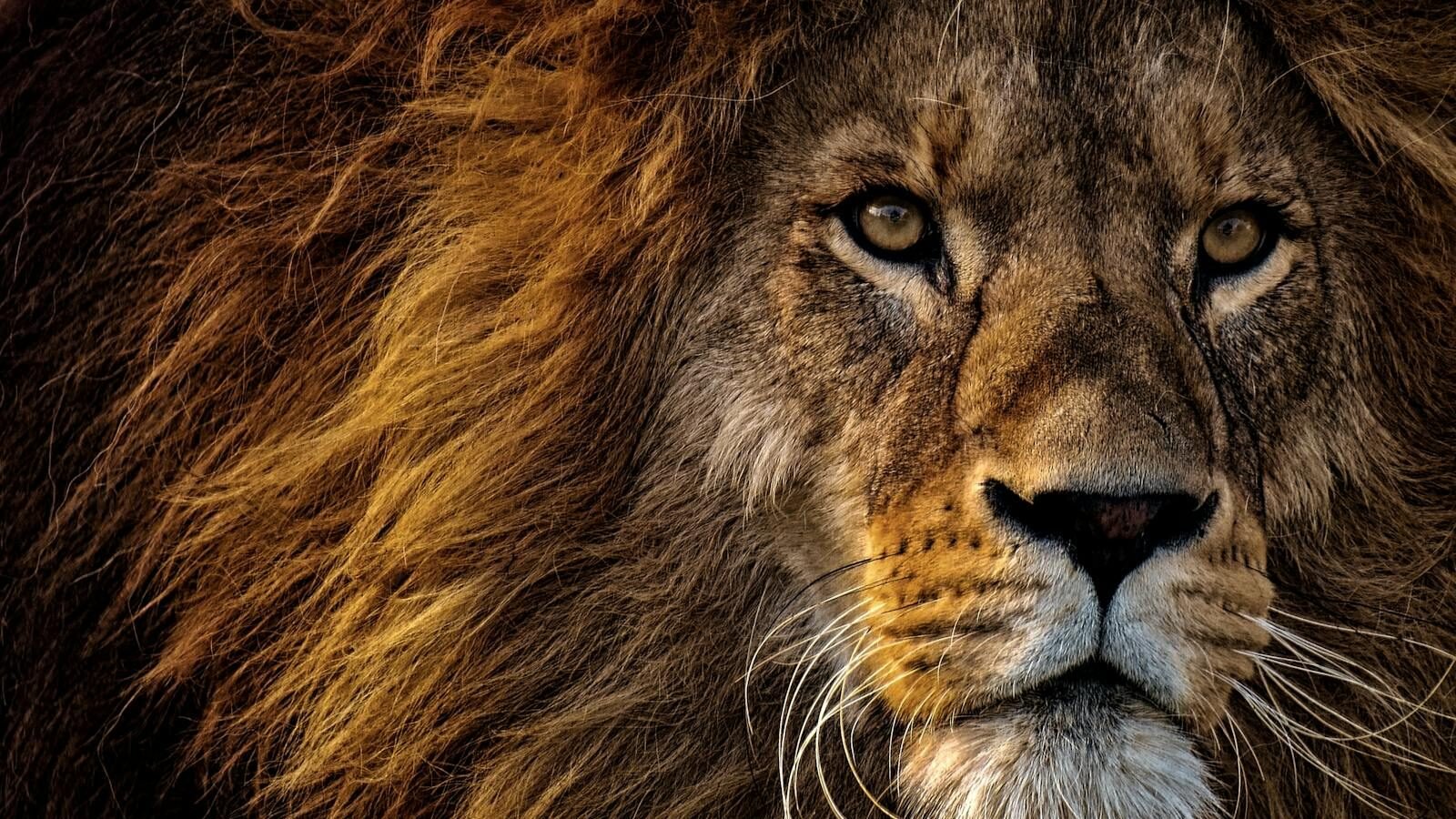 A majestic lion with a golden mane stares intensely, symbolizing strength and power, reminiscent of its revered status in Ancient Egypt.
