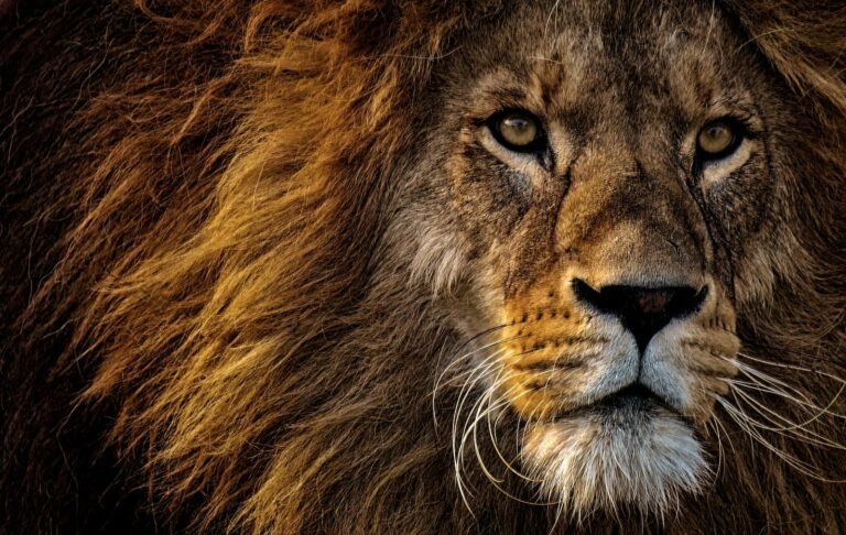 A close-up portrait of a majestic male lion with a thick, golden mane, gazing intensely into the distance.
