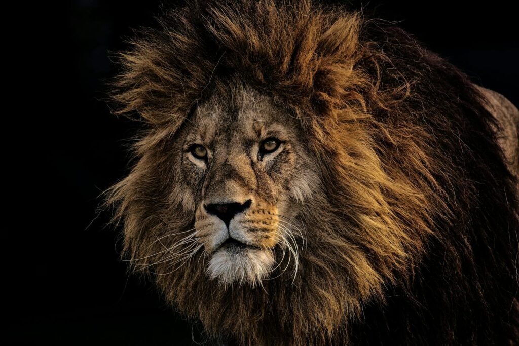 A powerful male lion with a thick, dark mane gazes intensely, exuding strength and dominance against a dark background.