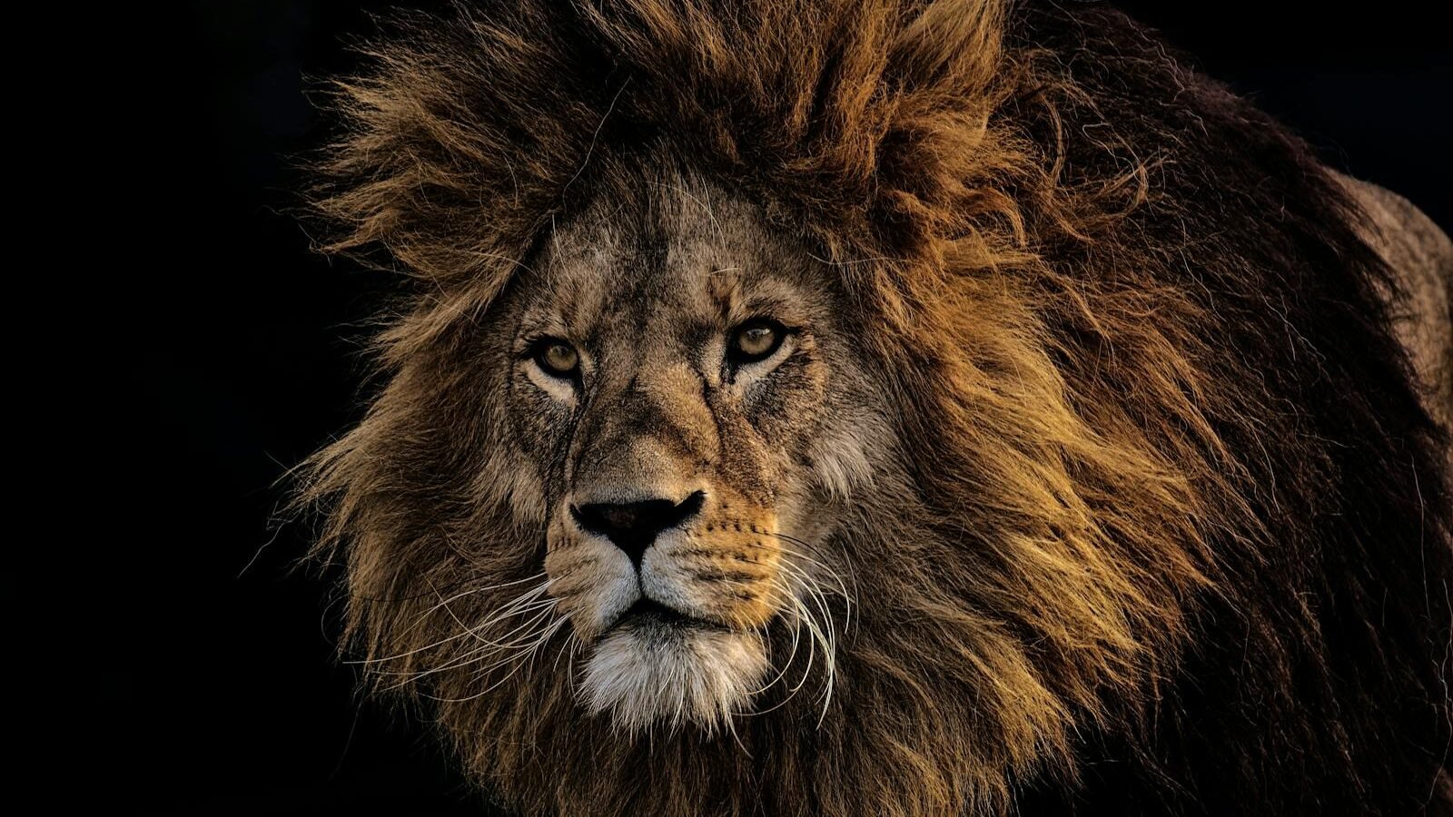 A powerful male lion with a thick, dark mane gazes intensely, exuding strength and dominance against a dark background.