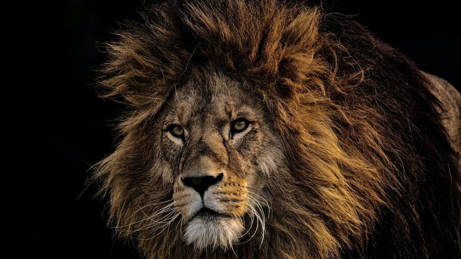 A close-up of a majestic lion with a full, thick mane, gazing intensely against a dark background.