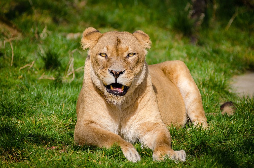 lion Roaring styles