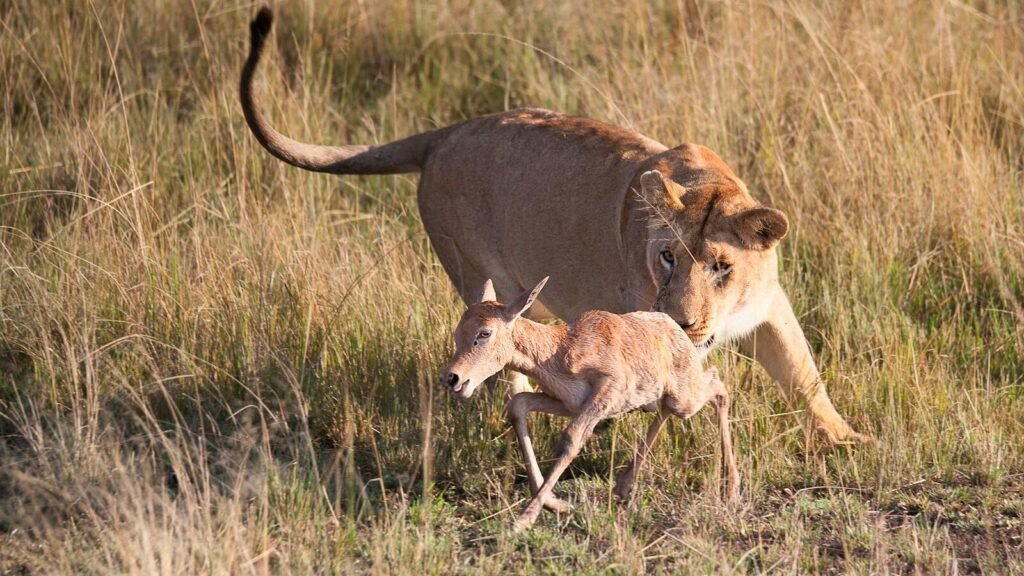A lioness capturing its prey, a young antelope, in the golden savanna grasslands, illustrating the hunting skills and prey availability crucial to wild cats' survival.