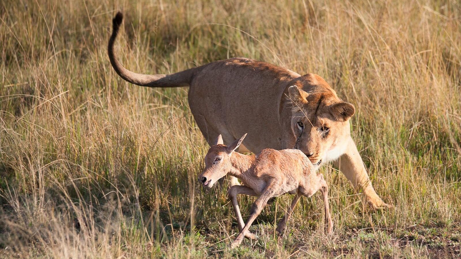 A lioness in a grassy savannah chasing and capturing its prey, showcasing the hunting behavior characteristic of big cats in the wild.