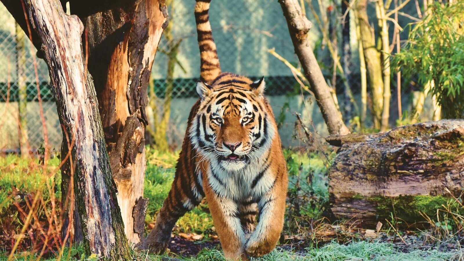A tiger walking through its habitat, with a focused expression and tail raised high, surrounded by trees and rocks.
