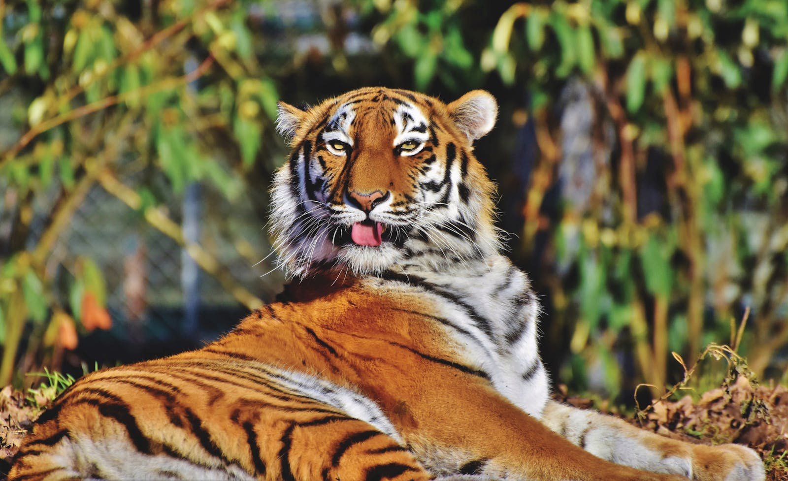 Tiger in mythology: A striking tiger lying in sunlight, capturing the essence of wildlife in Munich Zoo.