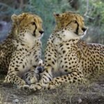 Big Cat Species That Have the Longest Lifespans in the Wild