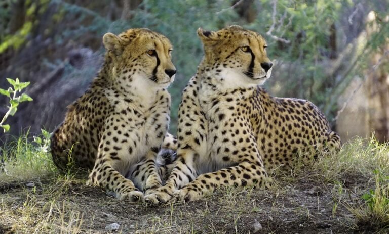 Two cheetahs sitting side by side in the grass, their striking spotted coats blending with the natural surroundings.