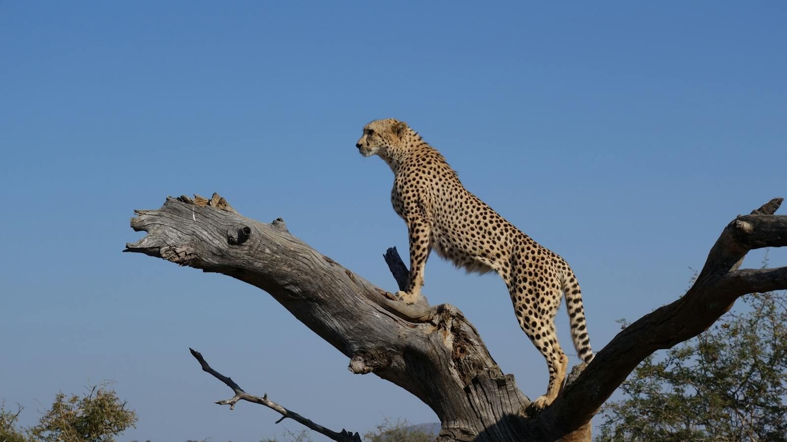 Majestic cheetah on a tree trunk overlooking the savannah, South Africa.