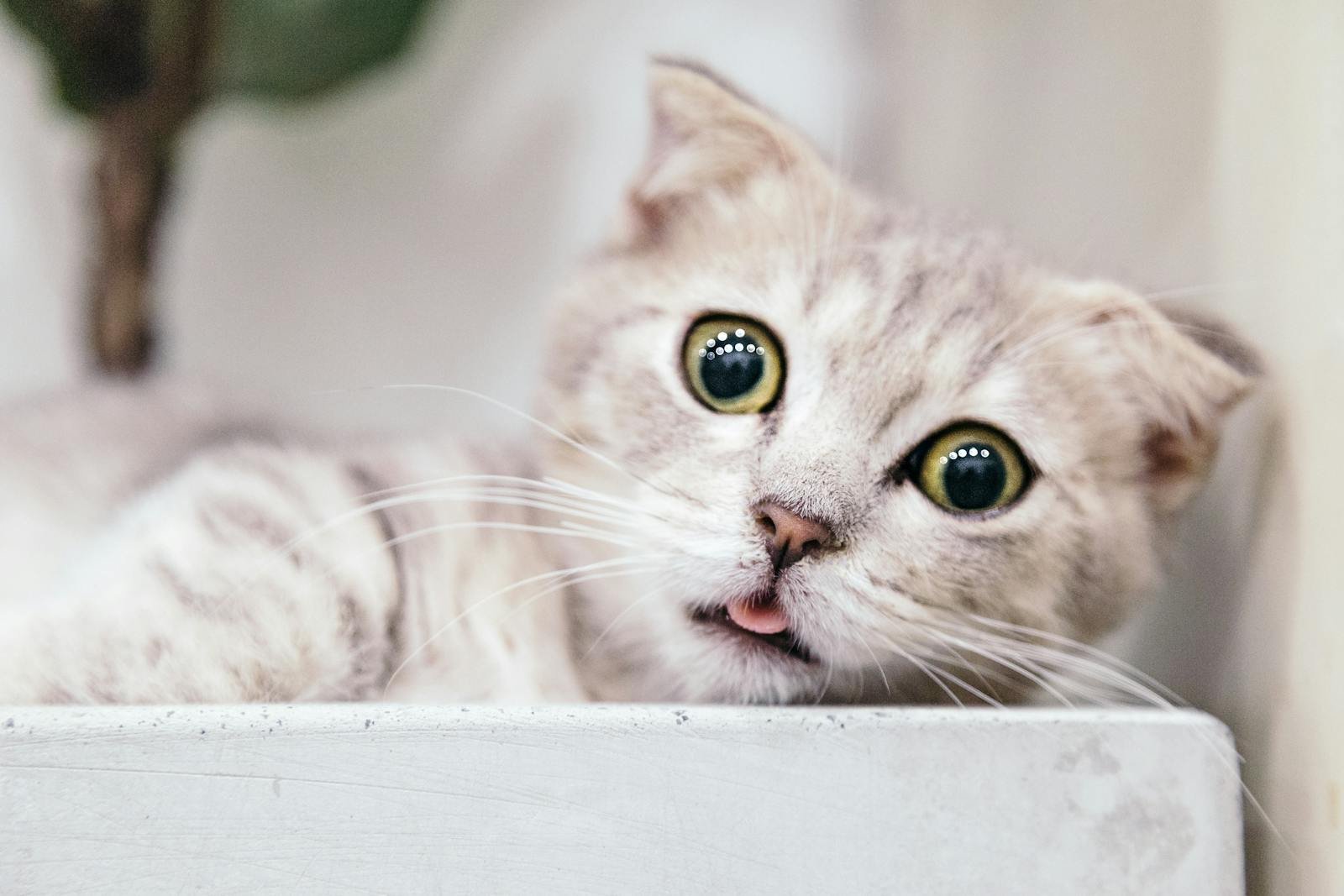 Why Some Cats Are More Prone to Anxiety Than Others