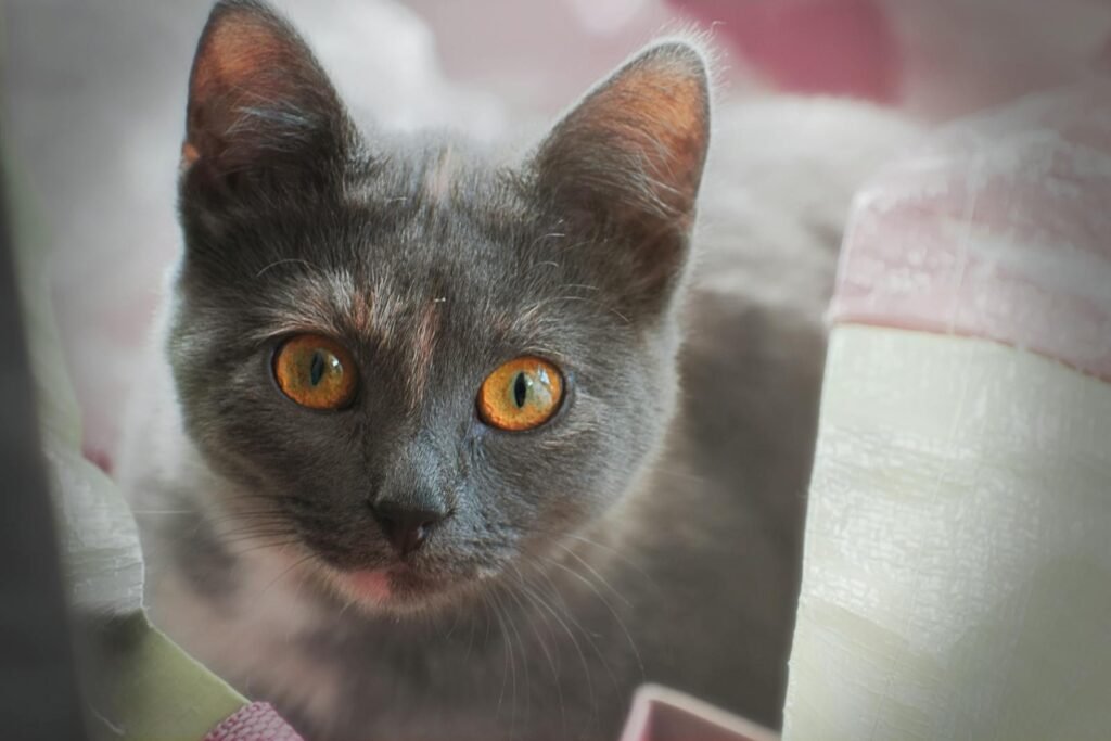 A detailed close-up of a domestic cat with vibrant orange eyes looking attentively.