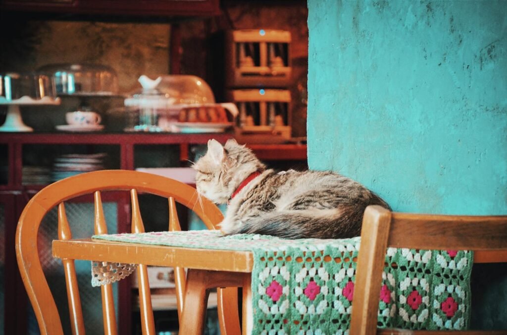 A peaceful tabby cat lounging on a wooden table in a warmly lit kitchen setting.