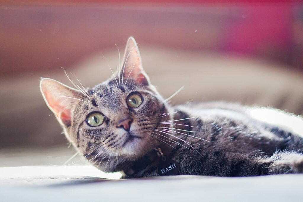 A beautiful tabby cat lying down, captured in a warm, serene setting.