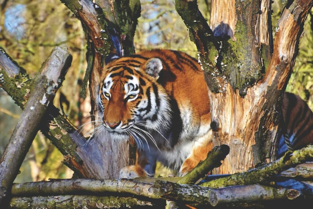 Close-up portrait of a Bengal tiger in a wooded environment showcasing its striking stripes and fierce gaze.