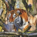 Close-up portrait of a Bengal tiger in a wooded environment showcasing its striking stripes and fierce gaze.