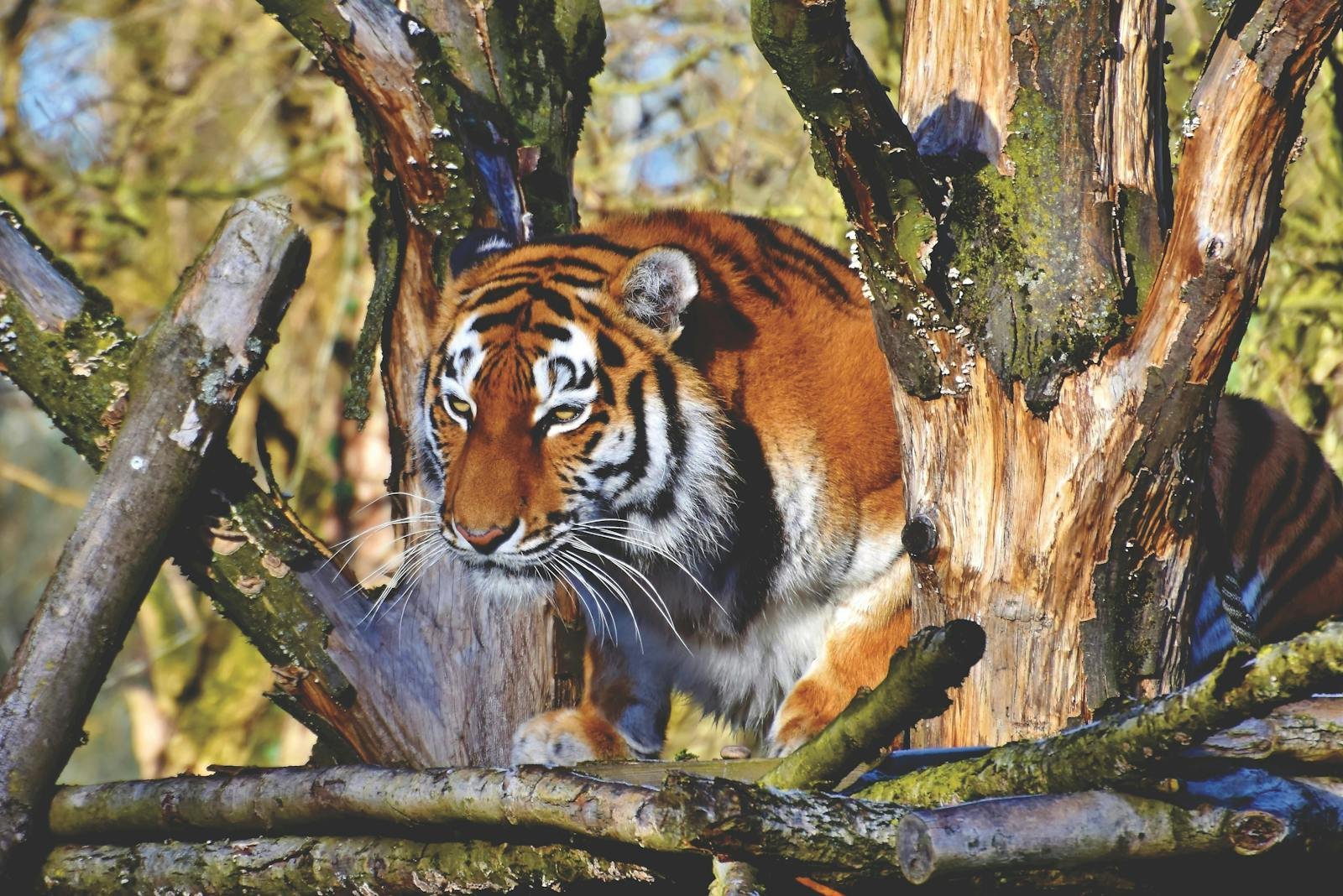 Close-up portrait of a Bengal tiger in a wooded environment showcasing its striking stripes and fierce gaze.