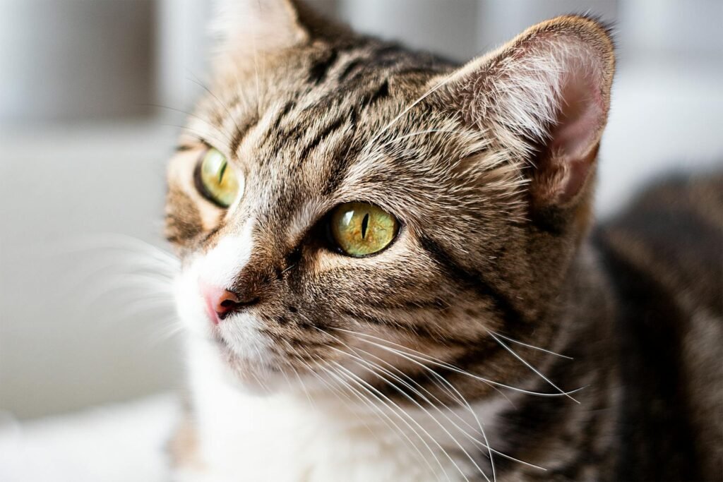 A charming close-up portrait of a tabby cat with striking green eyes, indoors.