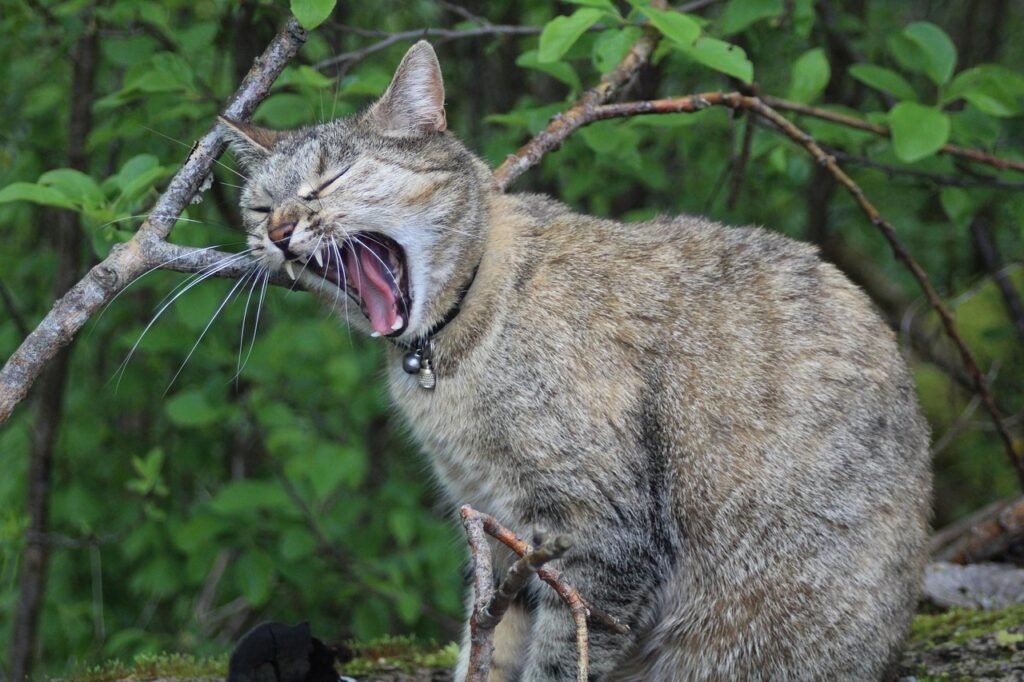 cat, meow, pet, animal, hissing, meow, meow, meow, meow, meow, hissing