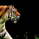 How Big Cats Are Tracked and Studied in the Wild