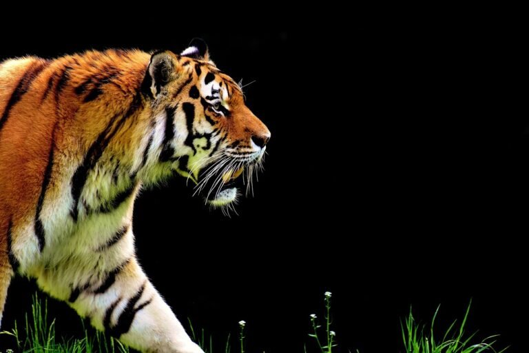 How Big Cats Are Tracked and Studied in the Wild
