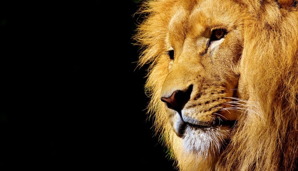 How Big Cats Use Their Sense of Smell to Hunt at Night