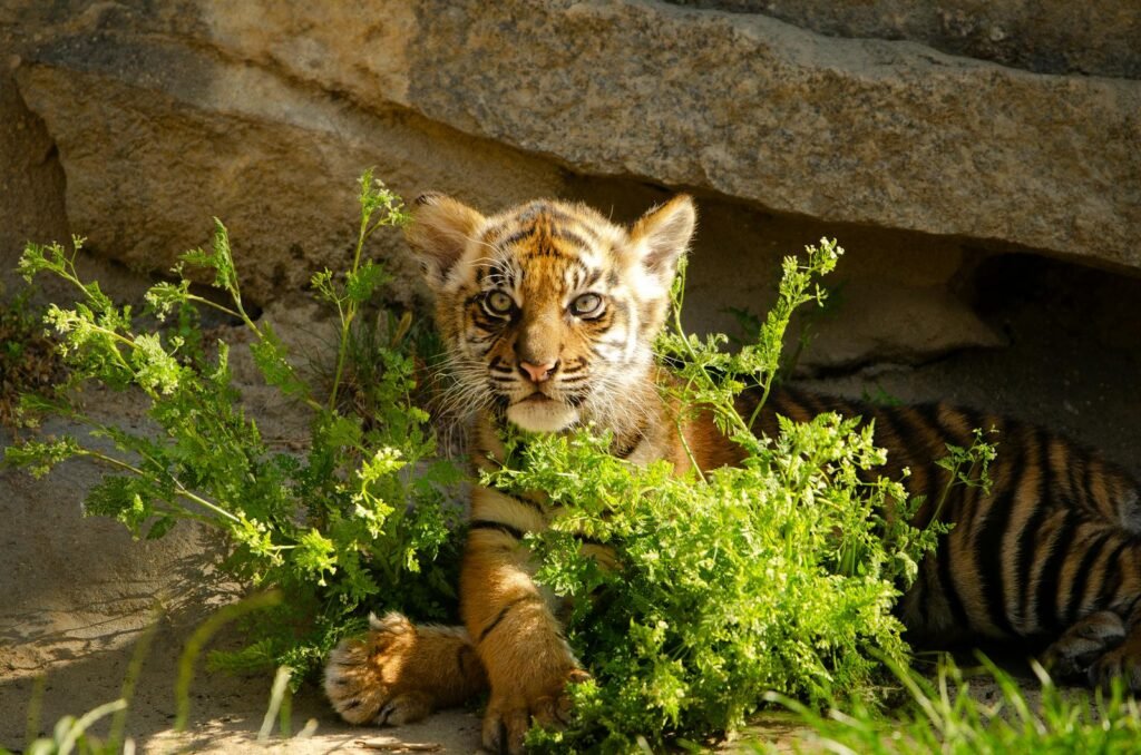 A young tiger cub peeking through green foliage, resting in a natural sanctuary setting with rocks in the background, symbolizing the importance of big cat sanctuaries for wildlife conservation.