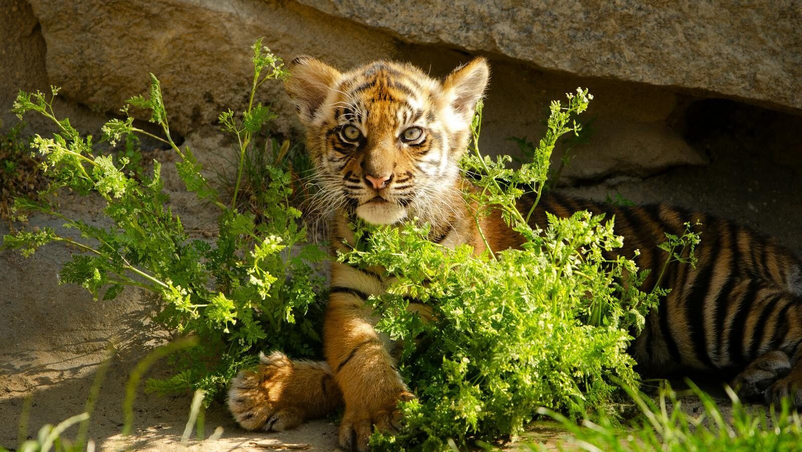 A young tiger cub peeking through green foliage, resting in a natural sanctuary setting with rocks in the background, symbolizing the importance of big cat sanctuaries for wildlife conservation.