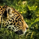 A close-up side profile of a leopard with its distinctive spotted coat, moving gracefully through tall grass in a lush green environment.