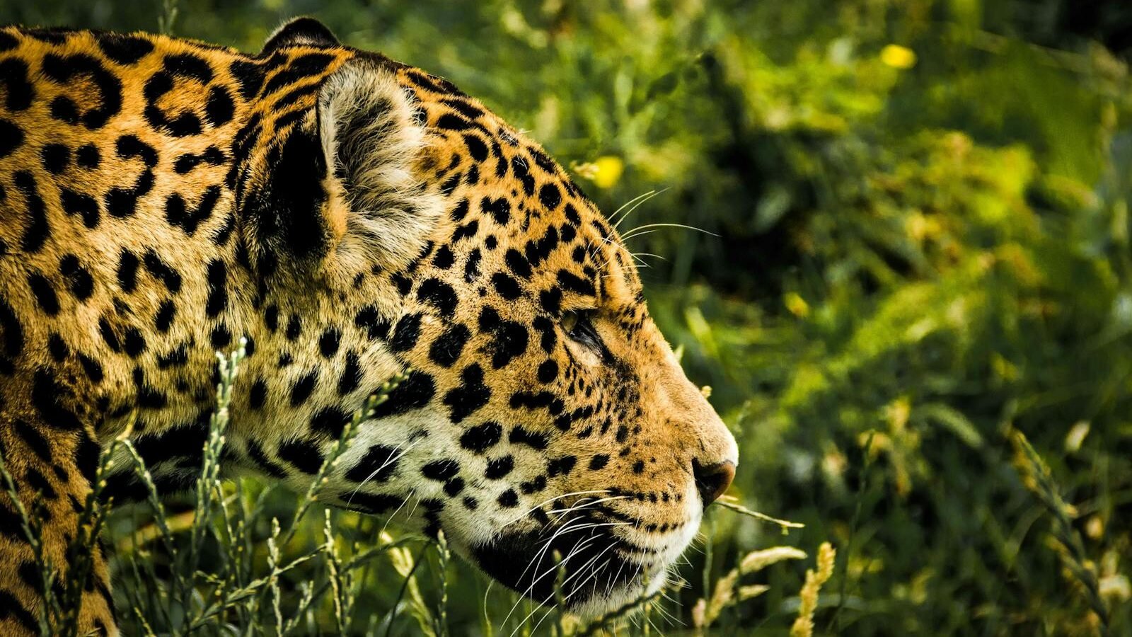 A majestic Jaguars with a golden coat and distinctive black rosettes moves through lush green grass, showcasing its stealth and grace.