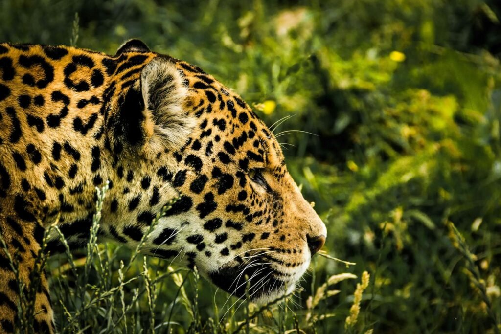 Leopard