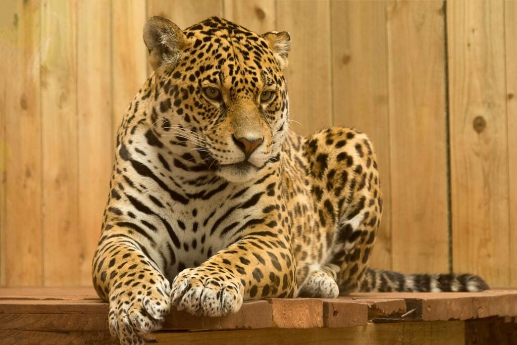 Close-up of a majestic leopard resting on a wooden platform, showcasing its spotted coat and intense gaze.