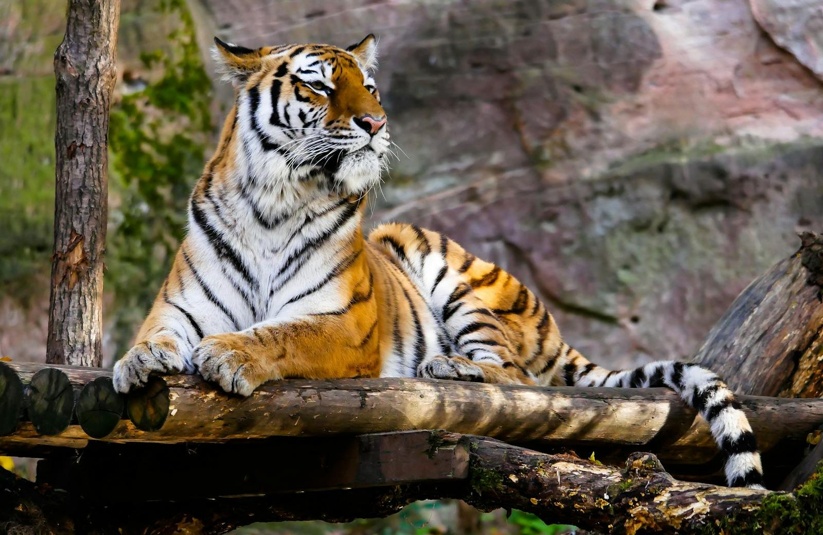 Tiger in mythology: A majestic Bengal tiger rests on a log in its natural habitat, showcasing its striking stripes.
