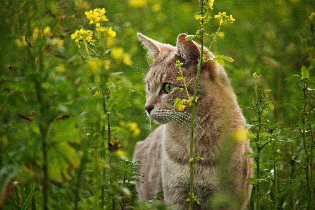 Introduce a New Cat 