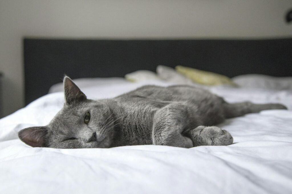 senior cat A gray cat peacefully resting on a bed in a cozy indoor setting. Perfect depiction of relaxation.