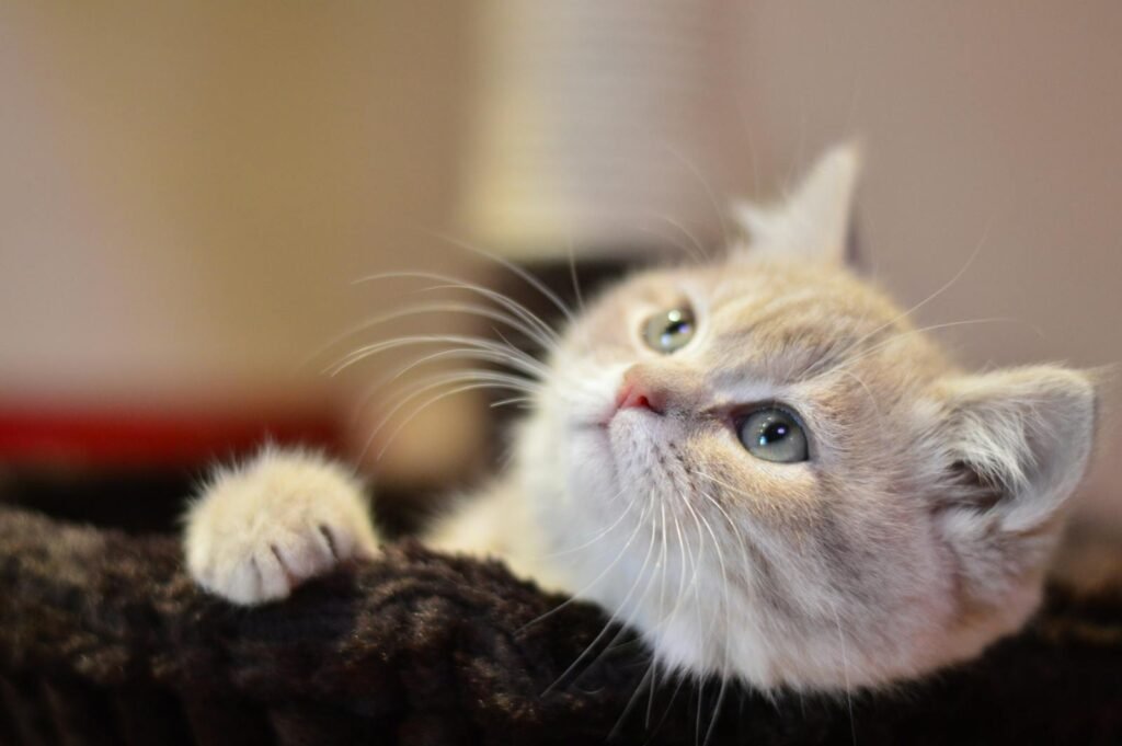 Cute British Shorthair kitten with fluffy fur and curious eyes lounging indoors.