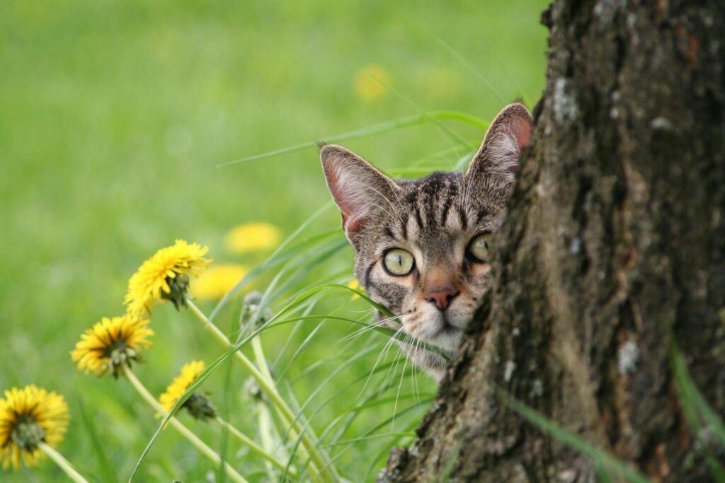 A cute tabby cat peeks from behind a tree in a grassy meadow with yellow flowers.