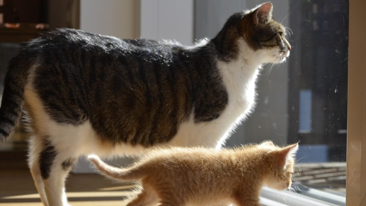 A tabby cat and a playful kitten standing by a window, both looking outside in the sunlight. The adult cat is in the foreground, with the kitten following behind.
