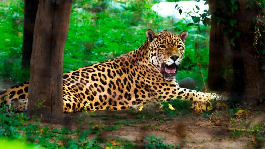 A majestic jaguar lying on the forest floor, its spotted coat blending with the lush greenery, showcasing its powerful presence and sharp teeth while resting in its natural habitat.