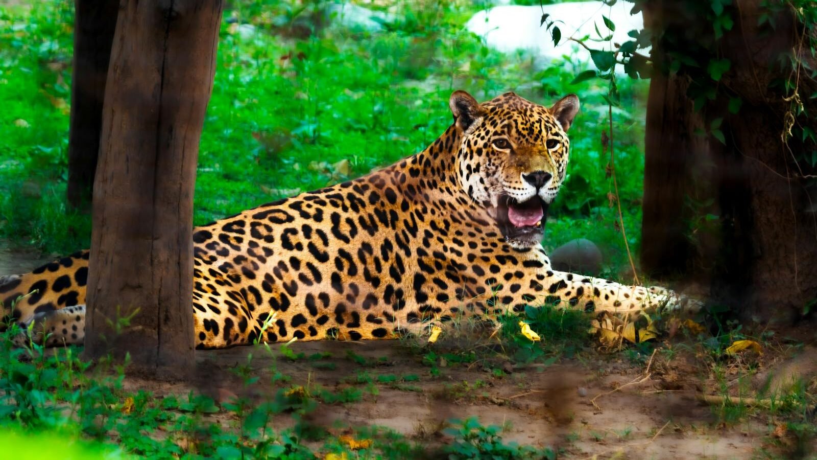 A majestic jaguar lying on the forest floor, its spotted coat blending with the lush greenery, showcasing its powerful presence and sharp teeth while resting in its natural habitat.