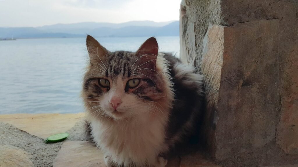 Drinking Cat Portrait of a fluffy tabby cat resting by the sea in Ula, Turkey, showcasing serene beauty.