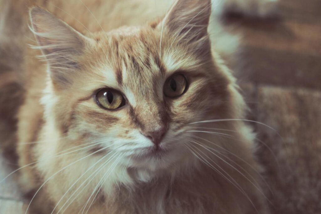 Close-up portrait of a fluffy ginger cat with captivating eyes and soft fur, exuding charm and warmth.